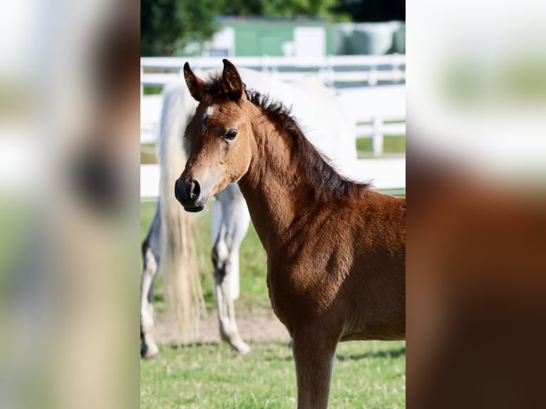Trakehner Merrie 1 Jaar Bruin in Bad Oldesloe