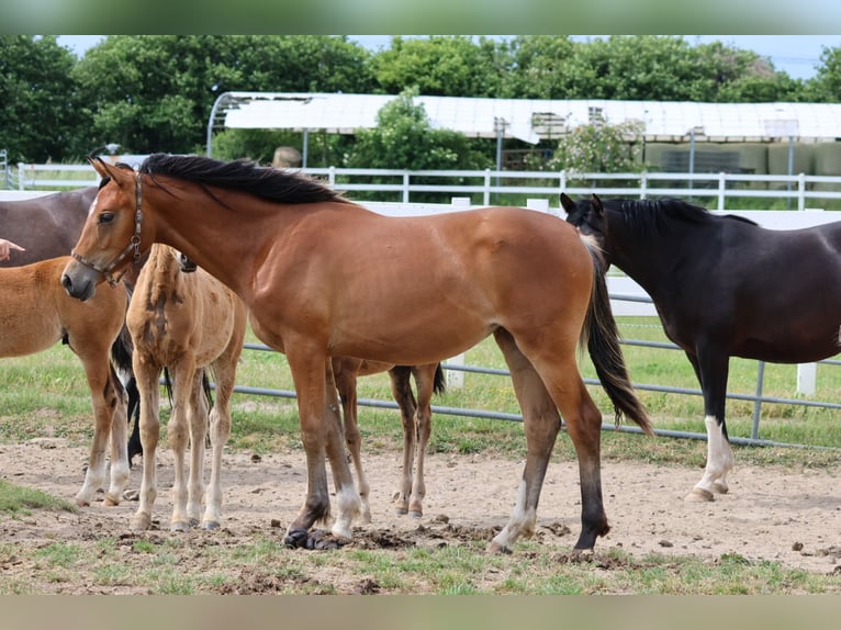 Trakehner Merrie 1 Jaar Bruin in Bad Oldesloe