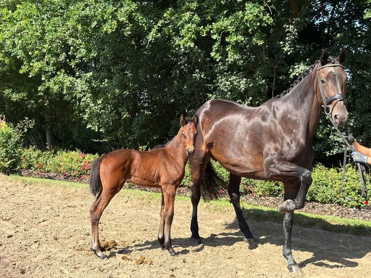 Trakehner Merrie 1 Jaar Bruin in Verden (Aller)