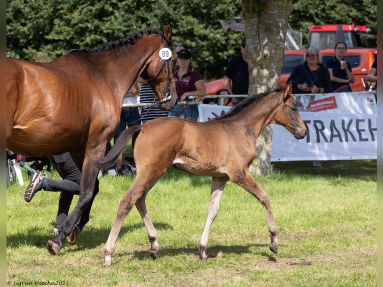 Trakehner Merrie 1 Jaar Bruin in Holzbunge