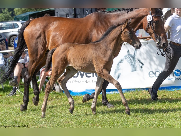 Trakehner Merrie 1 Jaar Bruin in Holzbunge