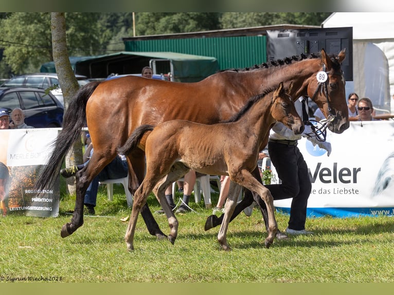 Trakehner Merrie 1 Jaar Bruin in Holzbunge