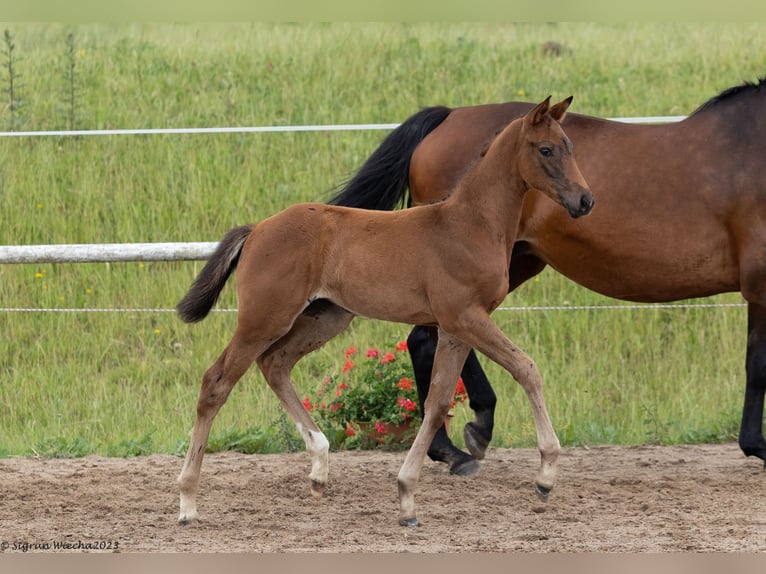 Trakehner Merrie 1 Jaar Bruin in Grabow