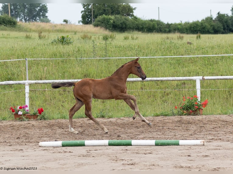 Trakehner Merrie 1 Jaar Bruin in Grabow