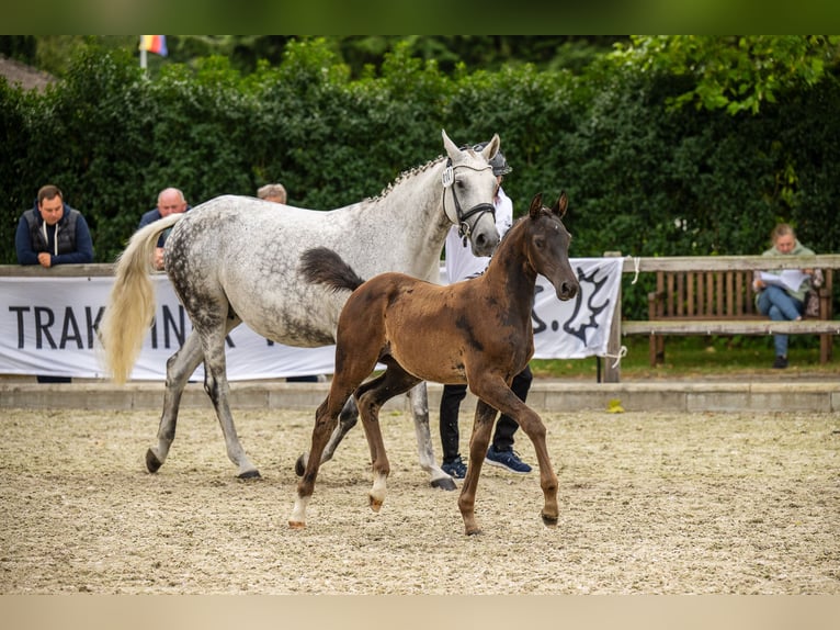 Trakehner Merrie 1 Jaar Bruin in Kropp