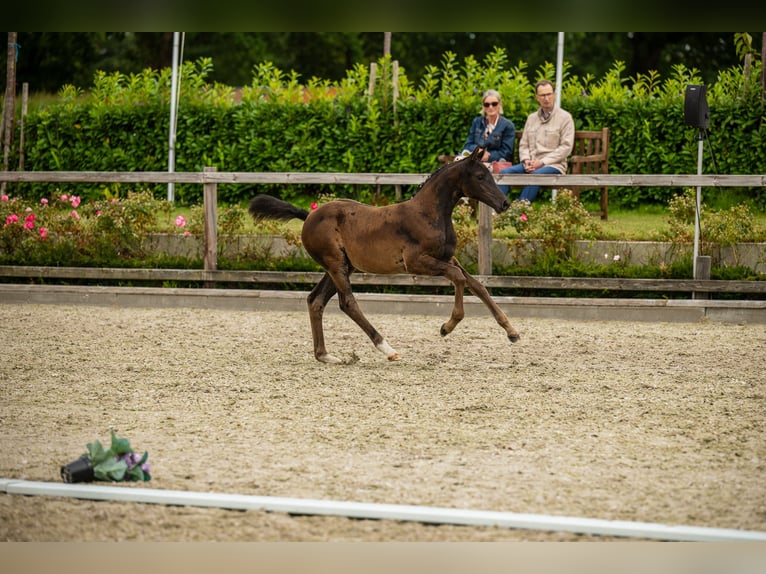 Trakehner Merrie 1 Jaar Bruin in Kropp