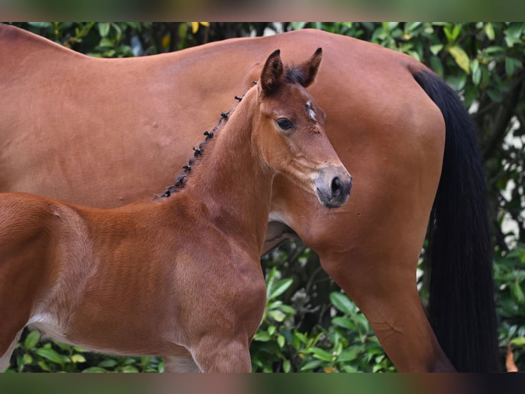 Trakehner Merrie 1 Jaar Bruin in Xanten