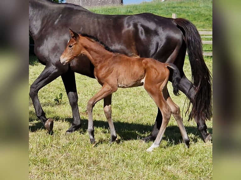 Trakehner Merrie 1 Jaar Bruin in Majenfelde
