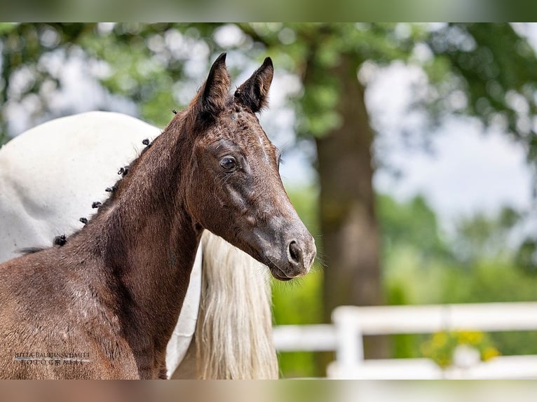 Trakehner Merrie 1 Jaar Donkerbruin in Feldkirchen