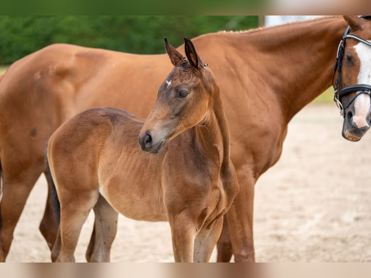 Trakehner Merrie 1 Jaar Donkerbruin in Fröttstädt