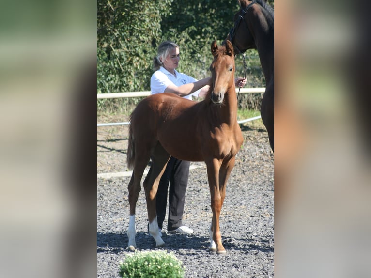 Trakehner Merrie 1 Jaar Donkere-vos in Crivitz