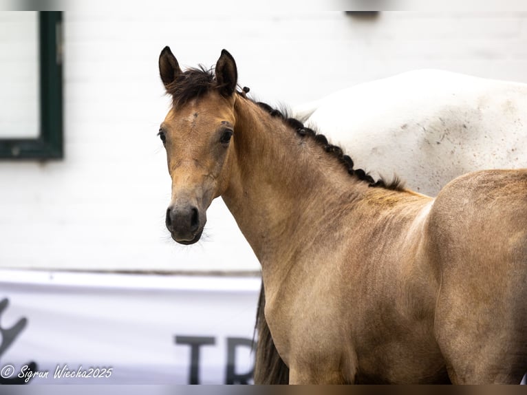 Trakehner Merrie 1 Jaar Lichtbruin in Kiel