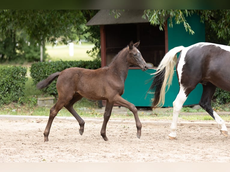 Trakehner Merrie 1 Jaar Zwart in Bad Lauterberg im Harz