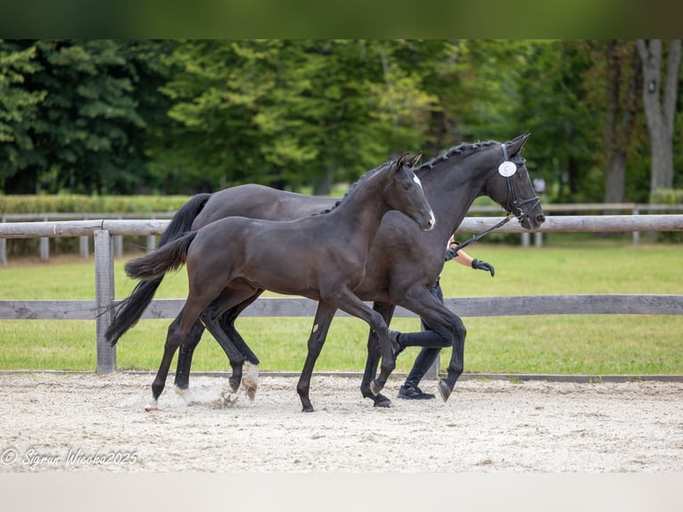 Trakehner Merrie 1 Jaar Zwartbruin in Wohlmirstedt