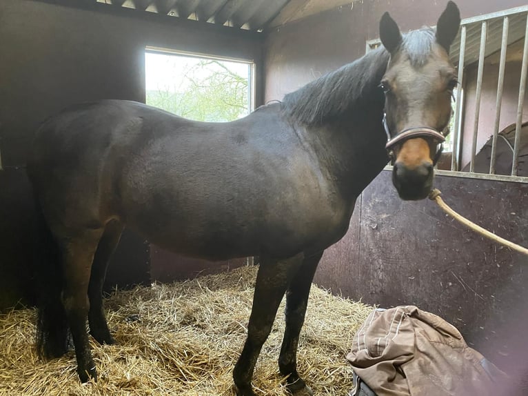 Trakehner Merrie 21 Jaar 165 cm Donkerbruin in Hage