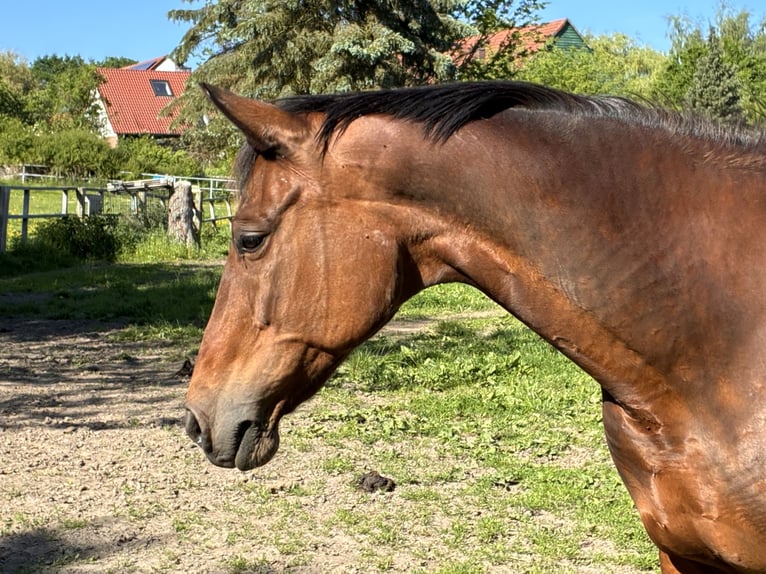 Trakehner Merrie 22 Jaar 168 cm Bruin in Melle