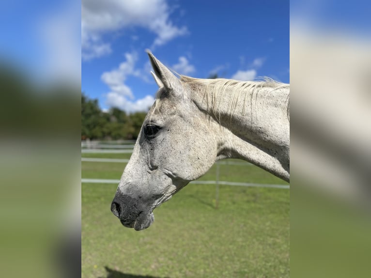 Trakehner Merrie 24 Jaar 167 cm Schimmel in Nauen