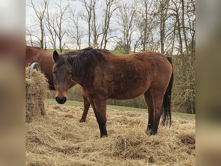 Trakehner Merrie 28 Jaar Bruin in Lischow