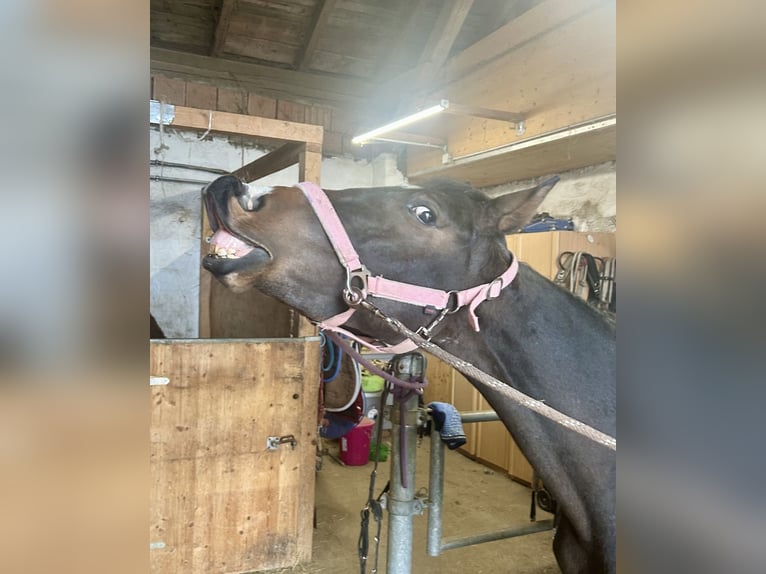 Trakehner Merrie 2 Jaar 147 cm Bruin in Pelmberg