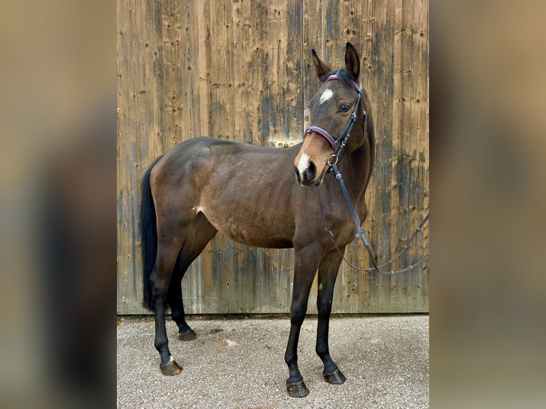 Trakehner Merrie 2 Jaar 147 cm Bruin in Pelmberg