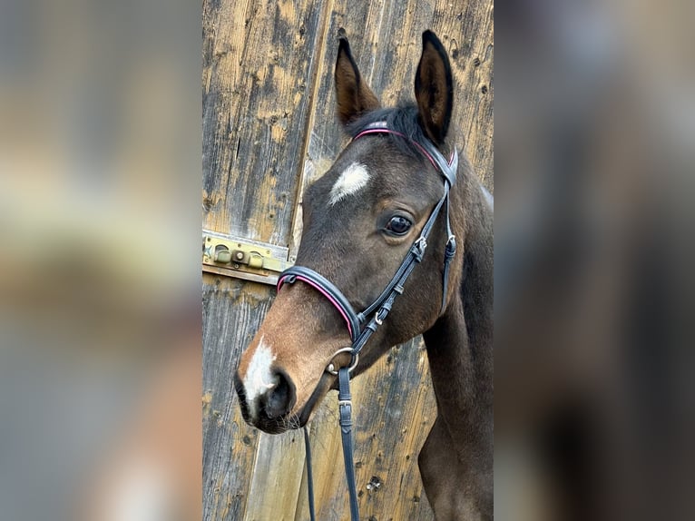 Trakehner Merrie 2 Jaar 147 cm Bruin in Pelmberg