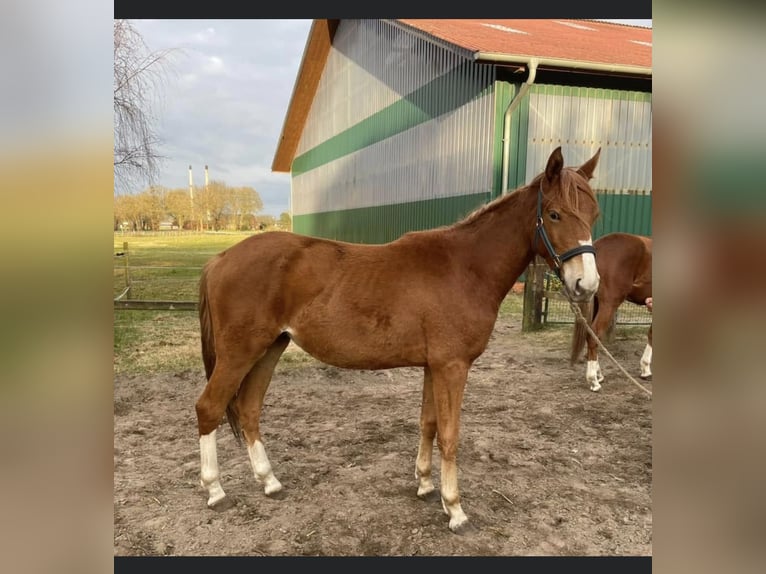 Trakehner Merrie 2 Jaar 162 cm Vos in Vechta