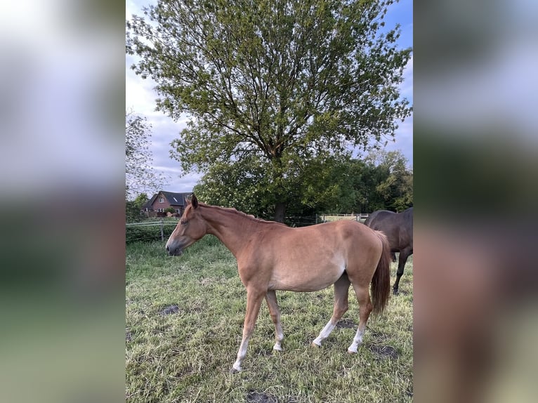 Trakehner Merrie 2 Jaar 162 cm Vos in Vechta