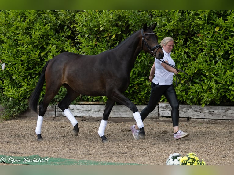 Trakehner Merrie 2 Jaar 163 cm Donkerbruin in Selk