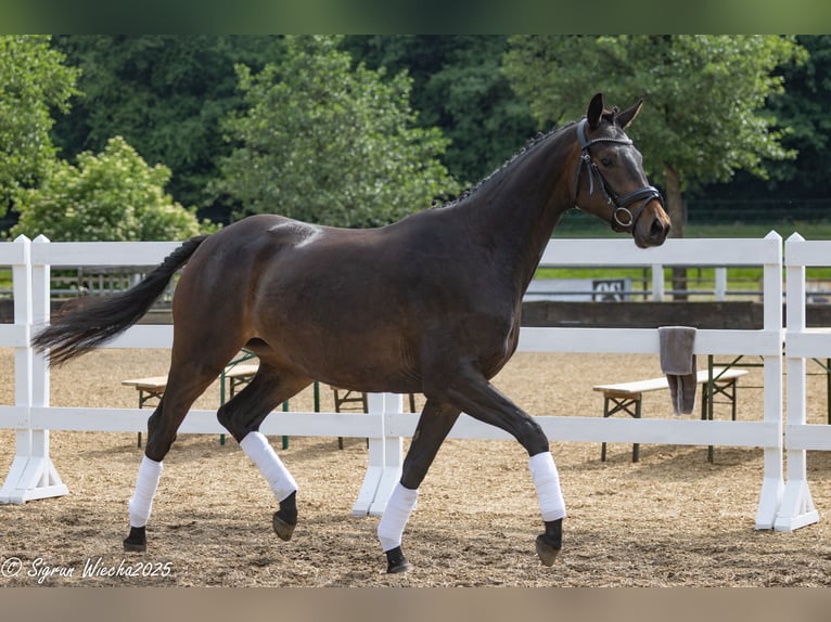 Trakehner Merrie 2 Jaar 163 cm Donkerbruin in Selk