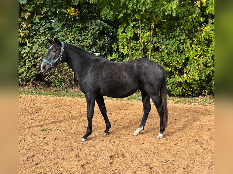 Trakehner Merrie 2 Jaar 164 cm Appelschimmel in Murnau am Staffelsee