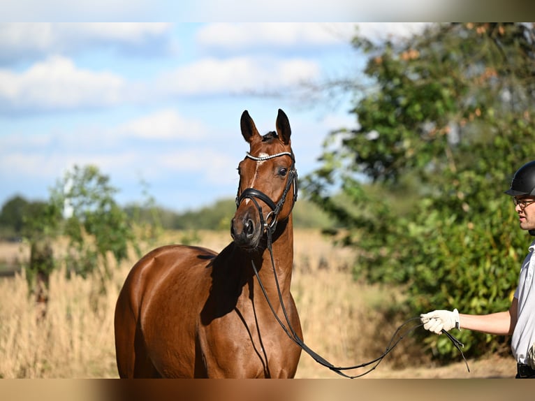 Trakehner Merrie 2 Jaar 164 cm Bruin in Bismarck