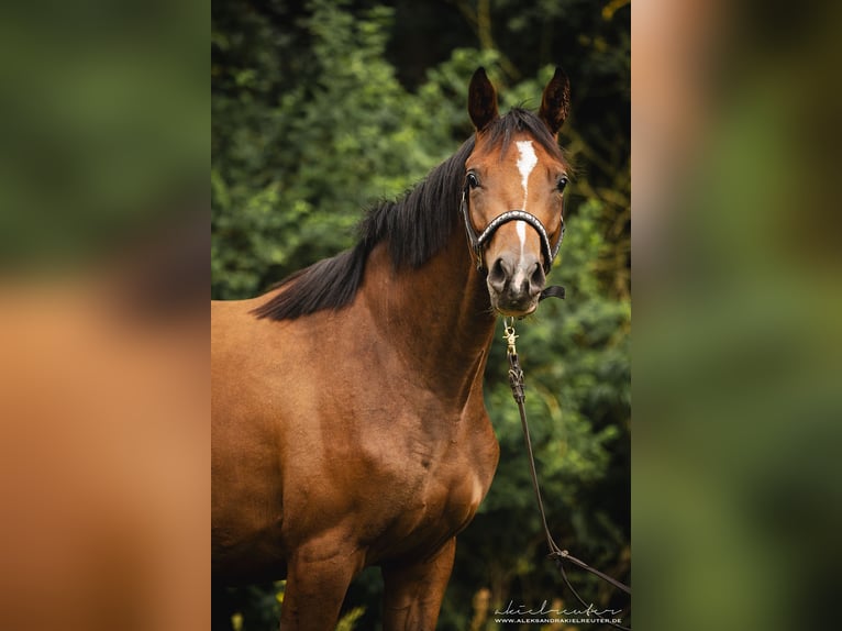 Trakehner Merrie 2 Jaar 165 cm Bruin in Wandlitz