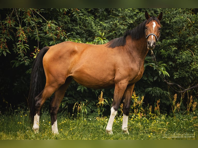 Trakehner Merrie 2 Jaar 165 cm Bruin in Wandlitz