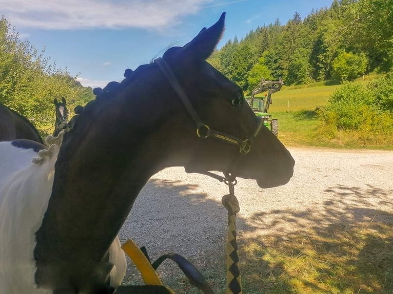 Trakehner Merrie 2 Jaar 165 cm Gevlekt-paard in Abtsgmünd