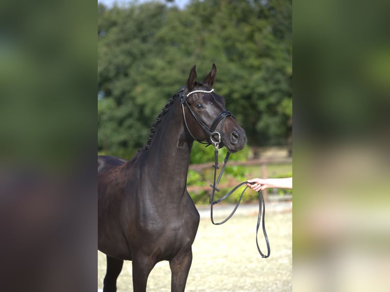 Trakehner Merrie 2 Jaar 166 cm Donkerbruin in Selk