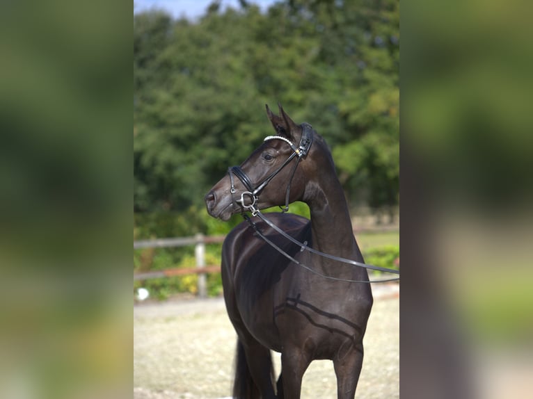 Trakehner Merrie 2 Jaar 166 cm Donkerbruin in Selk