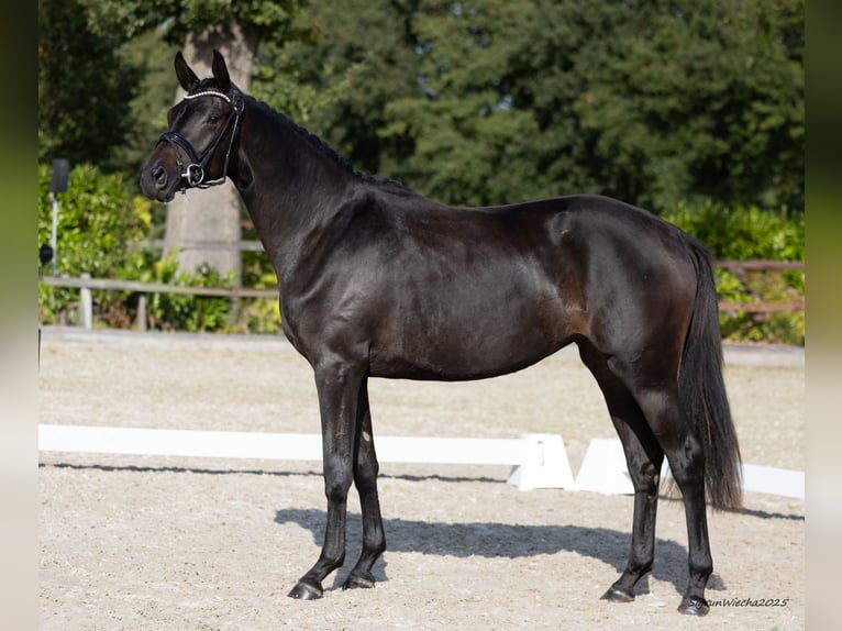 Trakehner Merrie 2 Jaar 166 cm Donkerbruin in Selk