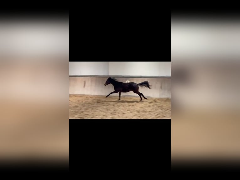 Trakehner Merrie 2 Jaar 166 cm Donkerbruin in Alzenau in Unterfranken
