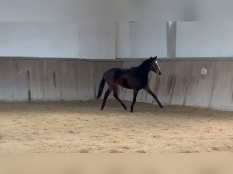 Trakehner Merrie 2 Jaar 166 cm Donkerbruin in Alzenau in Unterfranken