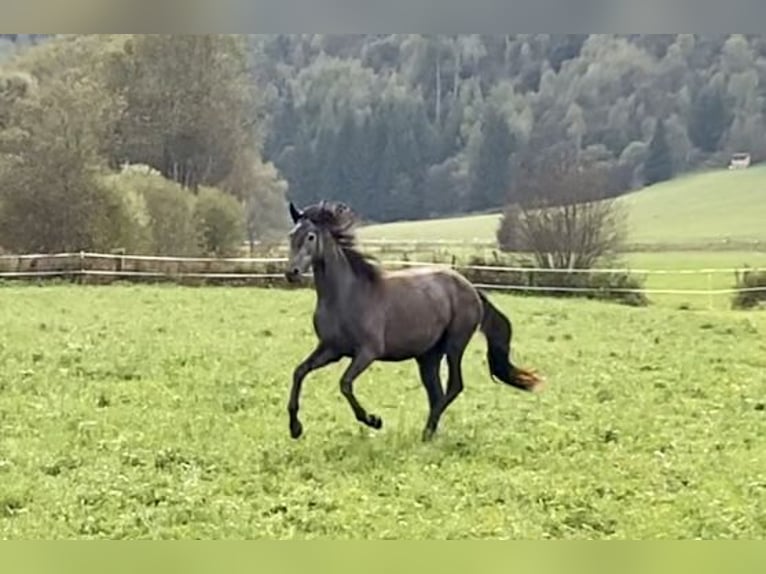 Trakehner Merrie 2 Jaar 166 cm Schimmel in Sankt Michael