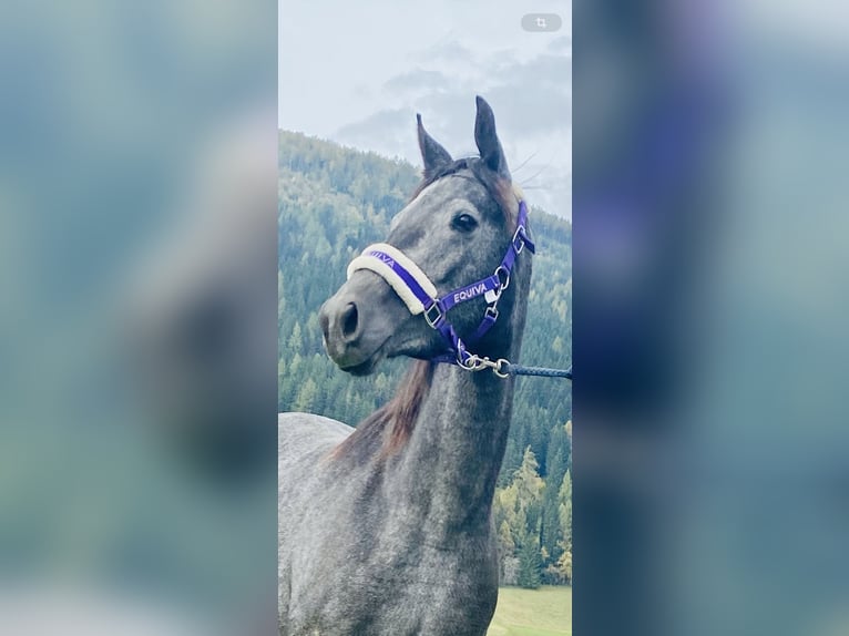 Trakehner Merrie 2 Jaar 166 cm Schimmel in Sankt Michael