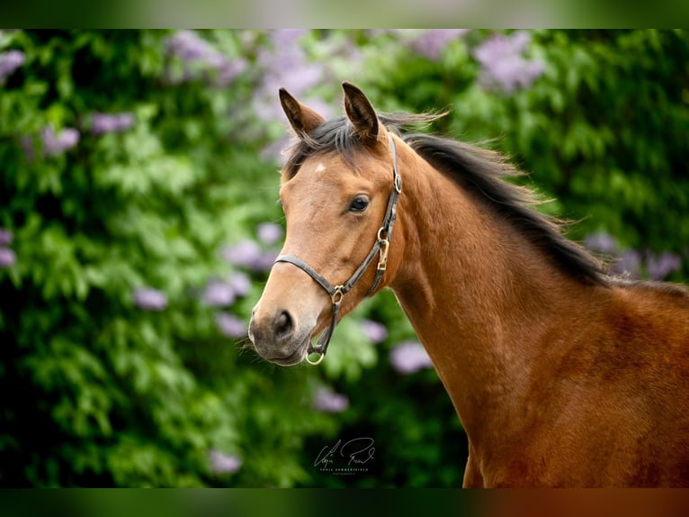 Trakehner Merrie 2 Jaar 167 cm Bruin in Wenningstedt