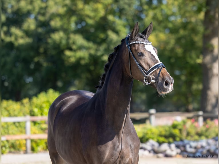 Trakehner Merrie 2 Jaar 167 cm Donkerbruin in Tasdorf