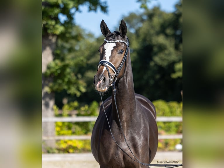Trakehner Merrie 2 Jaar 167 cm Donkerbruin in Tasdorf