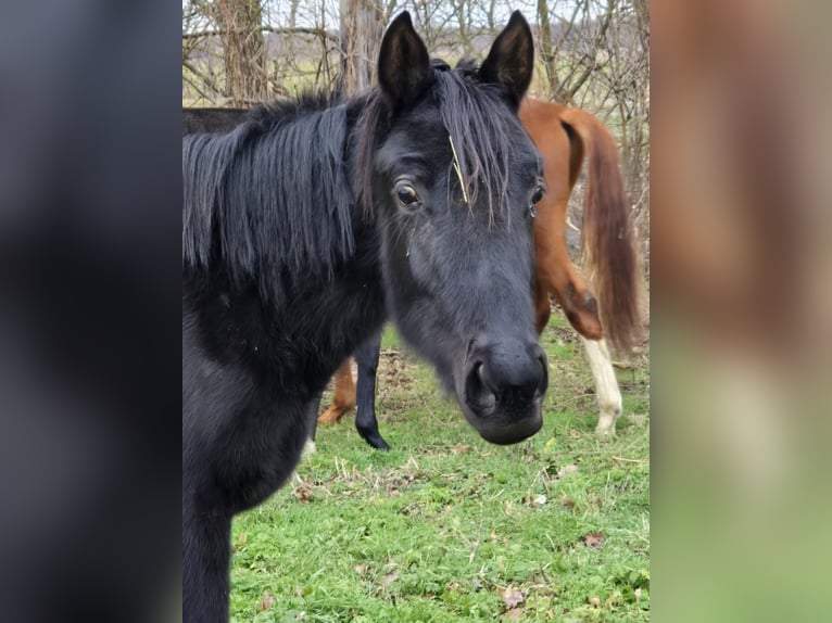 Trakehner Merrie 2 Jaar 167 cm Zwart in Sperenberg