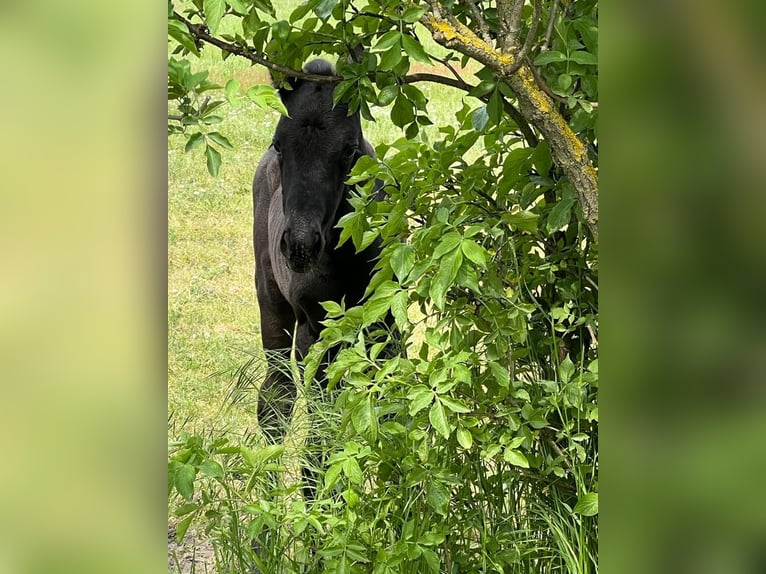 Trakehner Merrie 2 Jaar 167 cm Zwart in Sperenberg