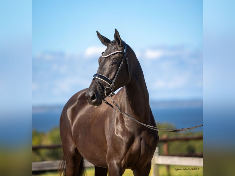Trakehner Merrie 2 Jaar 167 cm Zwartbruin in B&#xF8;rkop