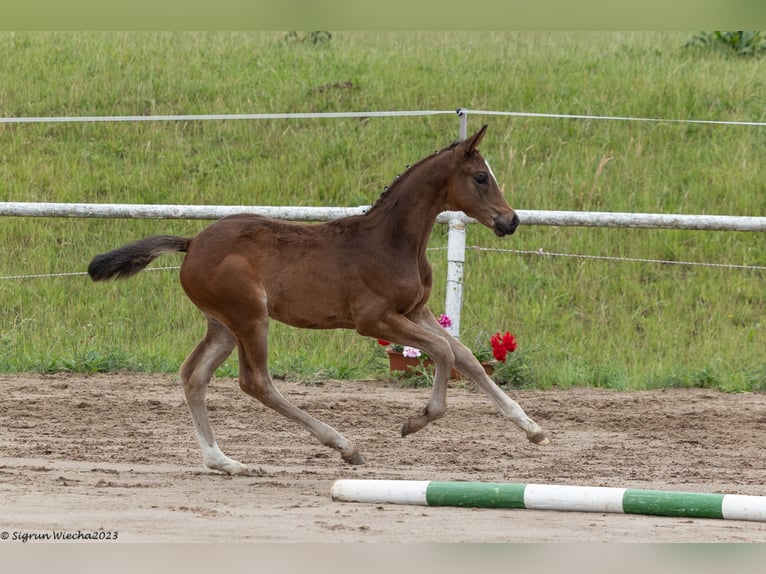 Trakehner Merrie 2 Jaar 170 cm Bruin in Ladenthin