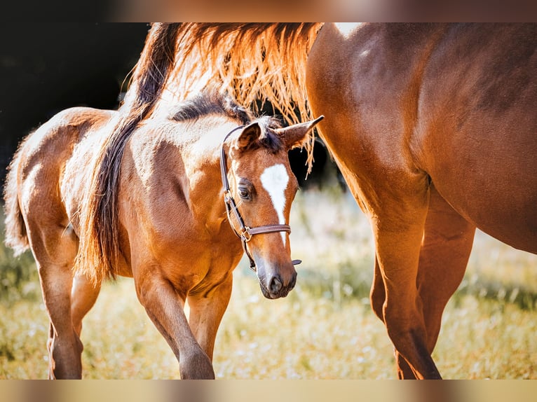 Trakehner Merrie 2 Jaar 170 cm Bruin in Burgstädt