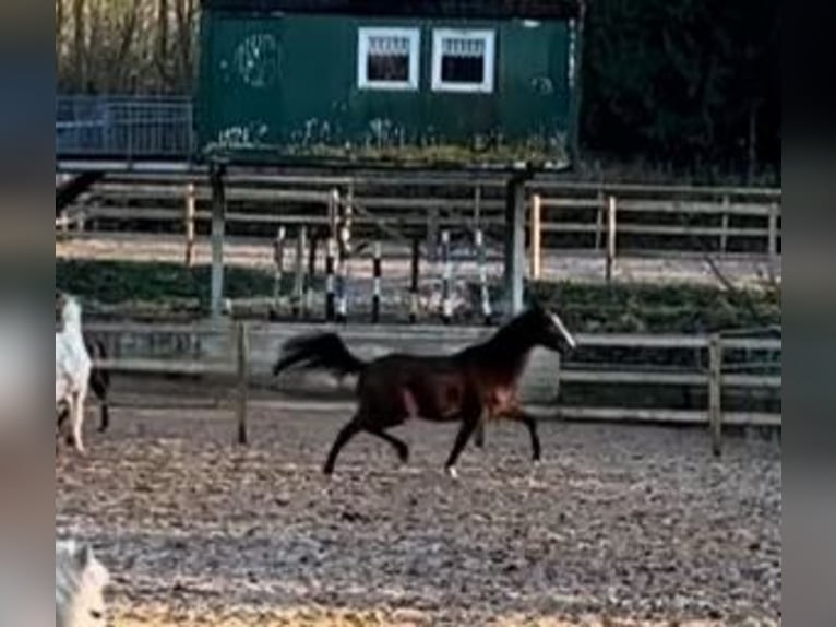 Trakehner Merrie 2 Jaar 170 cm Bruin in Wehringen